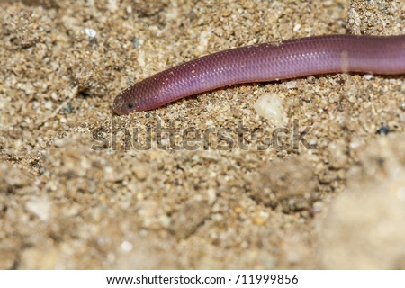 Similar – Close-up of a millipede