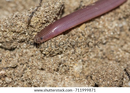 Similar – Close-up of a millipede