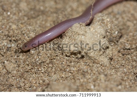 Similar – Close-up of a millipede