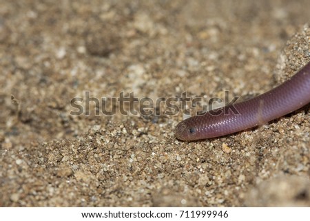 Similar – Close-up of a millipede