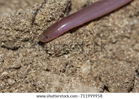 Similar – Close-up of a millipede