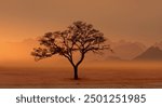 Typical african lone acacia tree with  Namib desert - Namibia, South Africa 