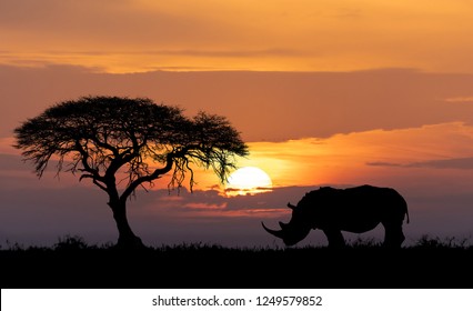 Typical African Scenery, Silhouette Of Large Acacia Tree In The Savanna Plains With Rhino, Rhinoceros, Africa Wildlife And Wilderness Sunset Concept