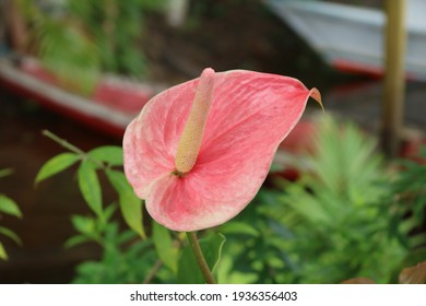 Typical Amazonian Flower, Known As Flôr-do-Jorge Tadeu | Marajó | Brazil