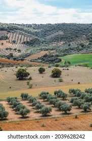 Typical Arid Farmland In Extremadura Spain Featuring Olive Groves.