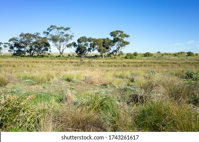 Typical Australian rural landscape with the view of vast fields/vacant land and Eucalyptus trees. Manor Lakes, VIC Australia.