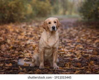 Typical autumn photography with sad golden retriever dog sitting in the leaves. Dog in leaves. Autumn dog photography. - Shutterstock ID 1911015445