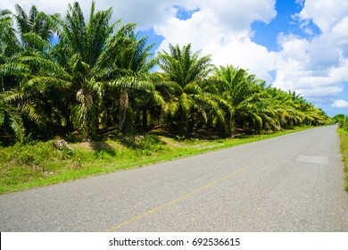 Typical Banana Plantation In Costa Rica