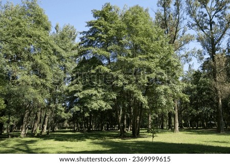 A typical black alder (Alnus glutinosa) tree in Vrelo Bosne park in Sarajevo