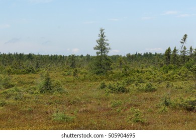 Typical Bog Scene At Bangor City Forest, Bangor, Maine