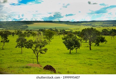 Typical Cerrado Savanna Remnant Landscape Central Stock Photo ...