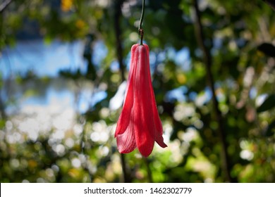 Typical Chilean flower, called Copihue