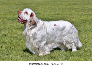 Typical Clumber Spaniel In The Spring Garden