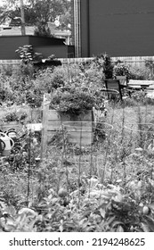 Typical Community Garden Overgrown With Leafy Plants In The Late Summer In Black And White Monochrome.