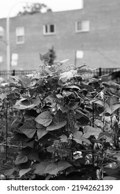 Typical Community Garden Overgrown With Leafy Plants In The Late Summer In Black And White Monochrome.