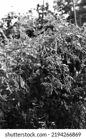 Typical Community Garden Overgrown With Leafy Plants In The Late Summer In Black And White Monochrome.