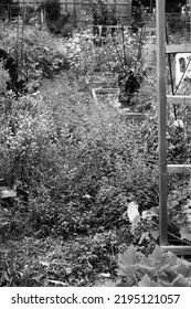 Typical Community Garden Overgrown With Leafy Plants In The Late Summer In Black And White Monochrome.