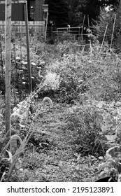 Typical Community Garden Overgrown With Leafy Plants In The Late Summer In Black And White Monochrome.