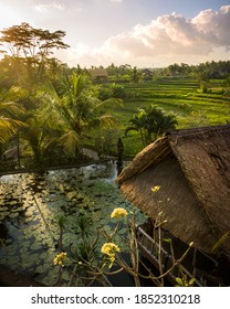 Typical countryside landscape scenery in Ubud, Bali Island, Indonesia, with lily pond, frangipani tree flowers, terraced rice fields and palm trees around a traditional straw roof cottage at sunset
