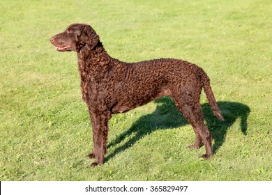Typical Curly Coated Retriever on a green grass lawn