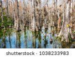 Typical cypress forest in Everglades National Park, Florida