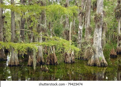 A typical cypress forest in Everglades National Park, Florida