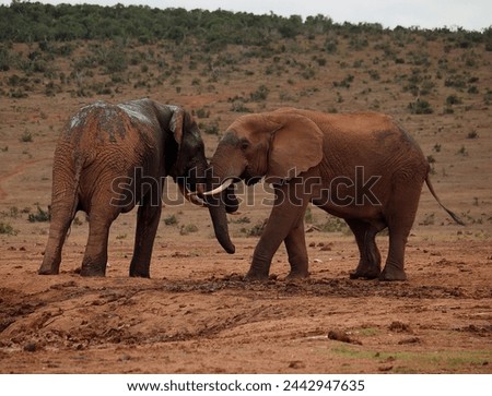 A typical day ride in the national Addo Elephant Game Park Eastern Province South Africa, with all the animals. Big variety and all the green fields, mountains , and flowers.