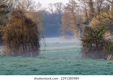 typical Devon low laying field with early morning mist, green grass a trees