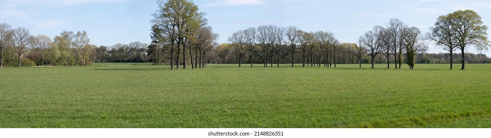 Typical Dutch flat landscape with green meadow, a row of trees on the horizon with a farm on the left and blue sky in spring. Widescreen