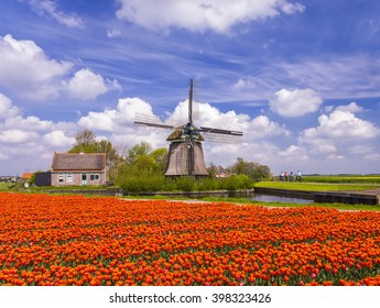 Typical Dutch landscape; windmill in a field with orange tulips and cyclists passing by