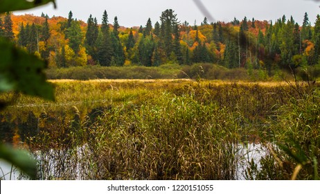 Typical Ecosystem Wetlands In Algonquin Park, Ontario, Canada