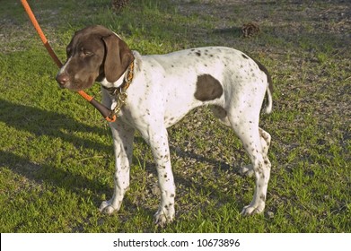 Spotted English Pointers Images Stock Photos Vectors Shutterstock