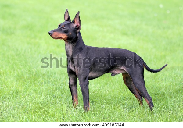 Typical English\
Toy Terrier  in the spring\
garden