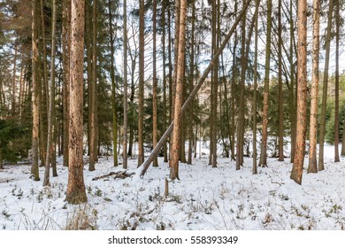 Typical example of spruce monoculture forest attacked by bark beetle (Ips typographus)