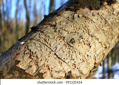 typical feeding pattern of the bark beetle on a tree in the forest/pest infestation in wood/forestry, feeding activity of bark beetles causing damage