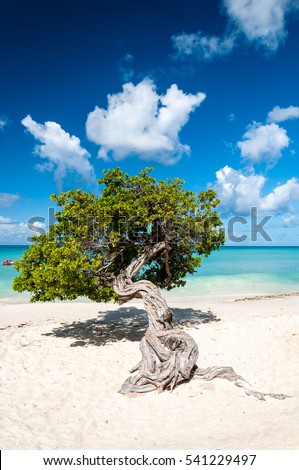 Typical fofoti tree at Eagle Beach in Aruba, Netherland Antilles