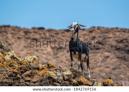 Typical Fuerteventura goats on the Fuerteventura Nature Trail GR 131 from Corralejo to Morro Jable in summer 2020.