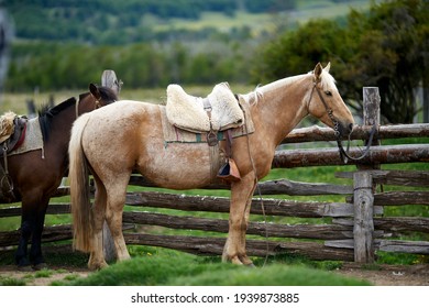 A Typical Gaucho Horse In Patagonia Chile