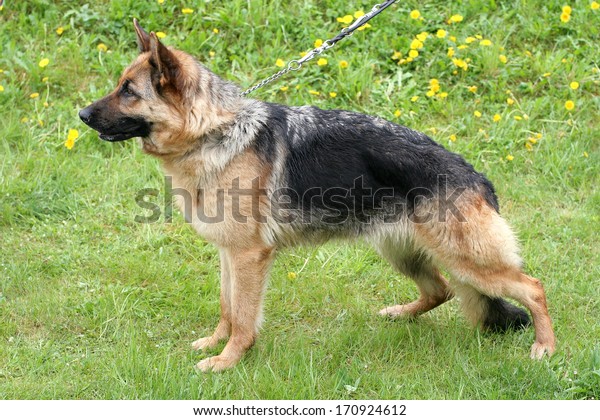 Typical German Shepherd Dog Shorthaired Animals Wildlife Stock