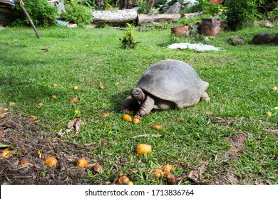 A Typical Giant Turtle In Seychelles Islands