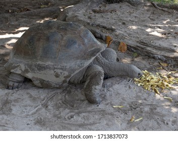 A Typical Giant Turtle In Seychelles Islands