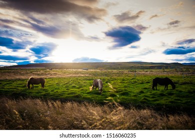 
Typical horses in Iceland at sunset.