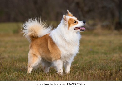 101,742 Sheepdog Images, Stock Photos & Vectors | Shutterstock