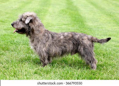 Typical Imaal Terrier on a green grass lawn - Shutterstock ID 366793550