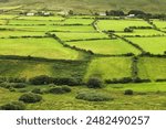 Typical irish fields in Anascaul, Dingle Halbinsel, Co. Kerry, Ireland