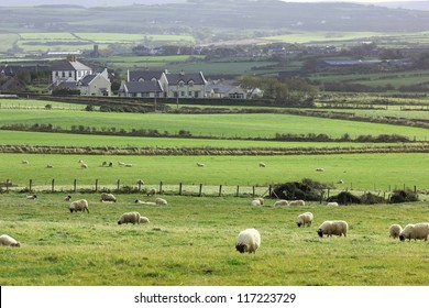 Typical Irish Rural Landscape: Sheep, Traditional Houses, Grasslands, Forests And Rolling Hills.