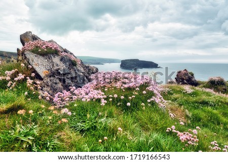 The typical landscape of the burren region in Ireland: Colorful flowers growing on the rocks. The wild sea is in the background. Wild Atlantic Way. Europe