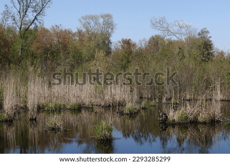 Typical landscape at Great Dismal Swamp National Wildlife Refuge, Virginia