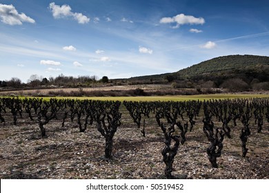 A Typical Landscape Of The South Of France, Vineyard And Blue Sky