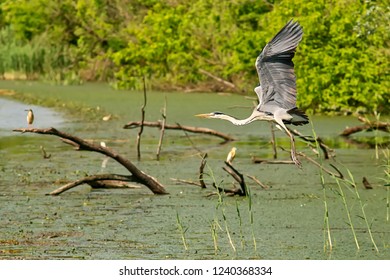 Typical landscape at swamp area of Imperial Pond (Carska bara), large natural habitat for birds and other animals from Serbia. Wading bird on the photo. Bird in flight.